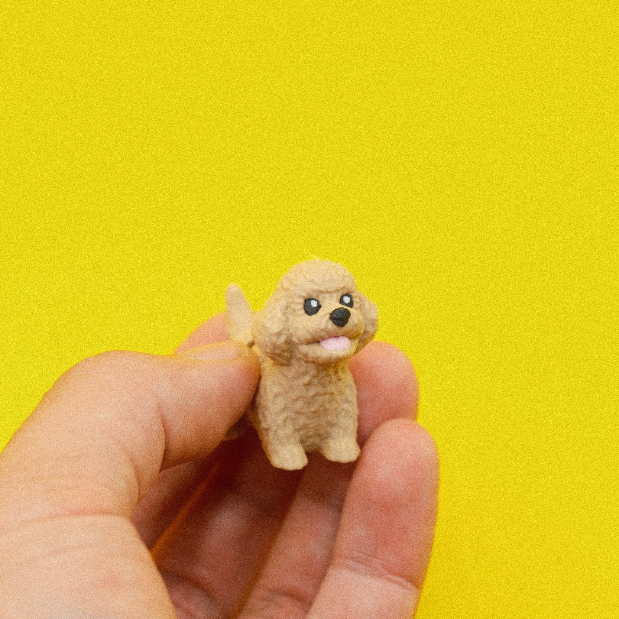 Poodle