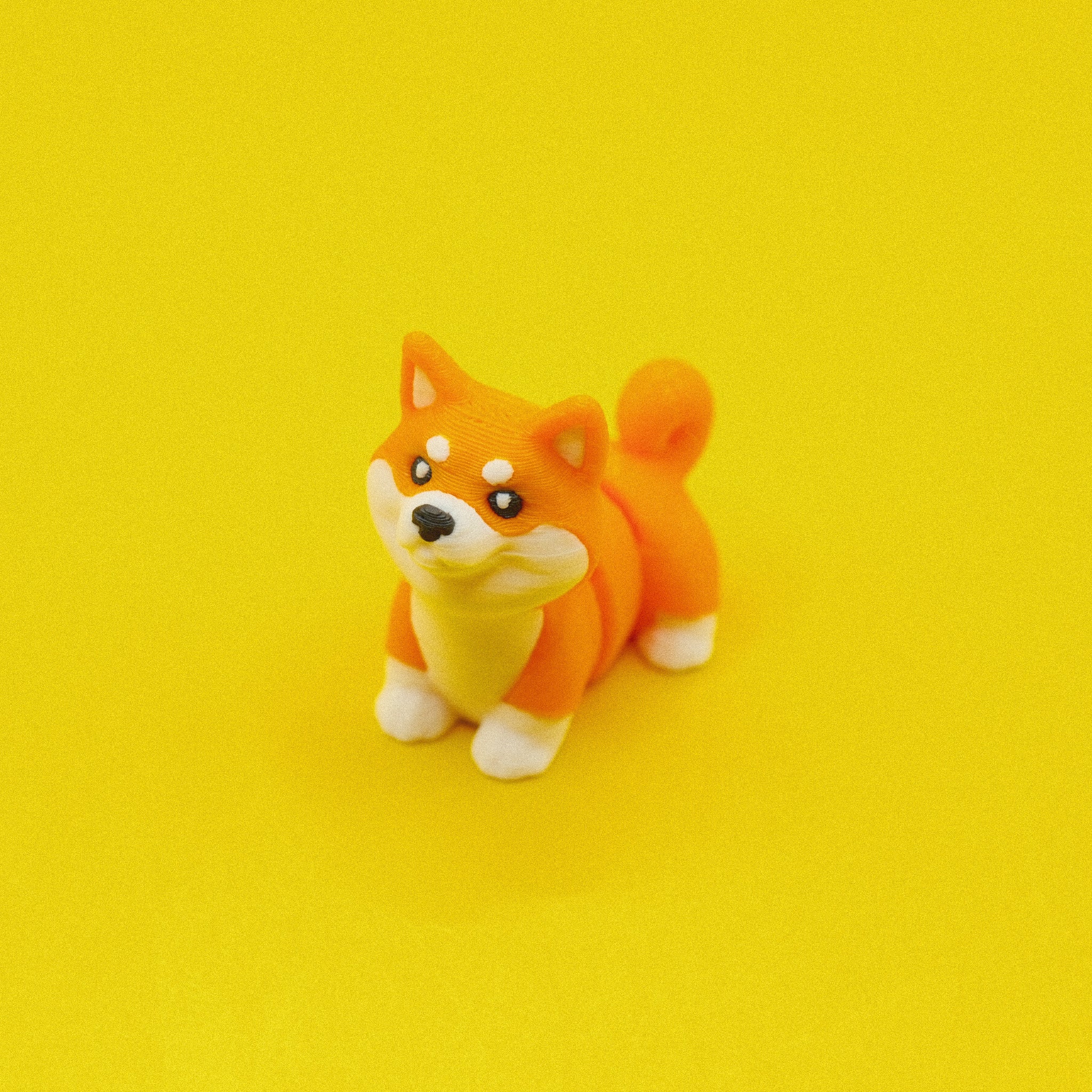 Shiba