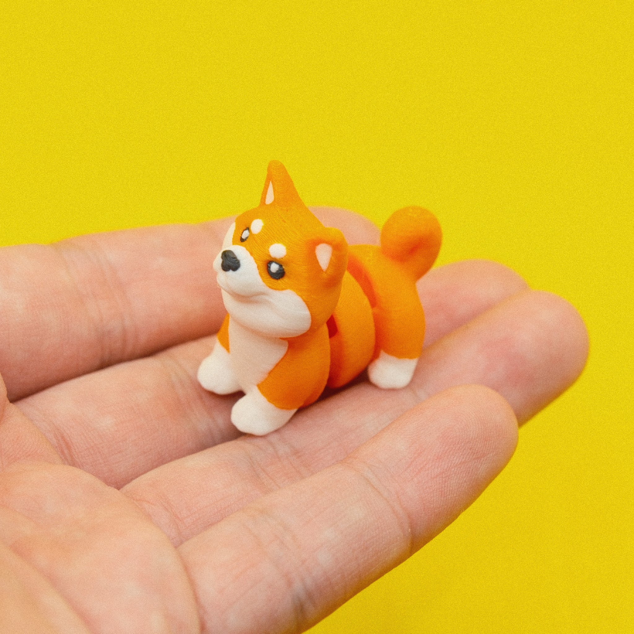 Shiba