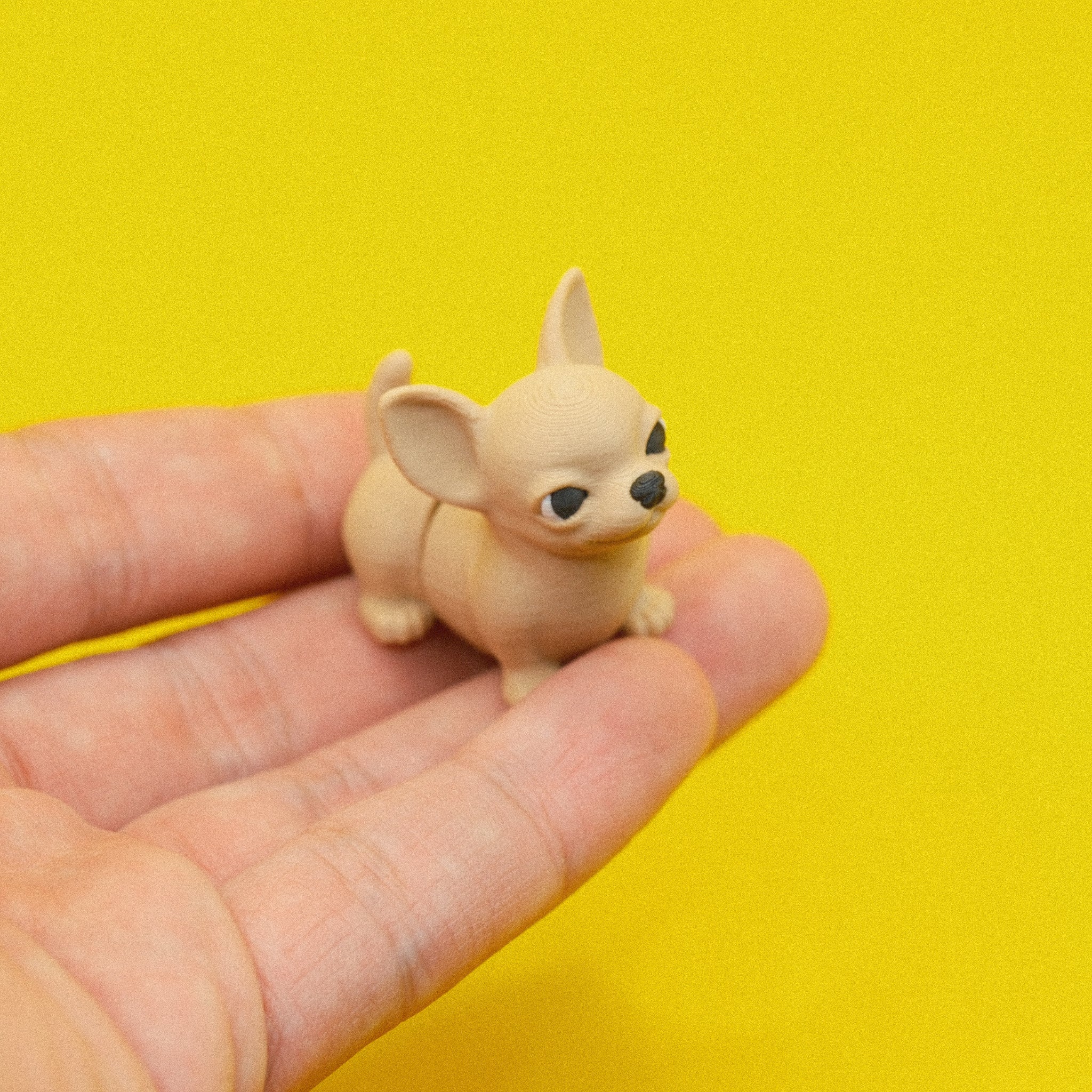 Chihuahua