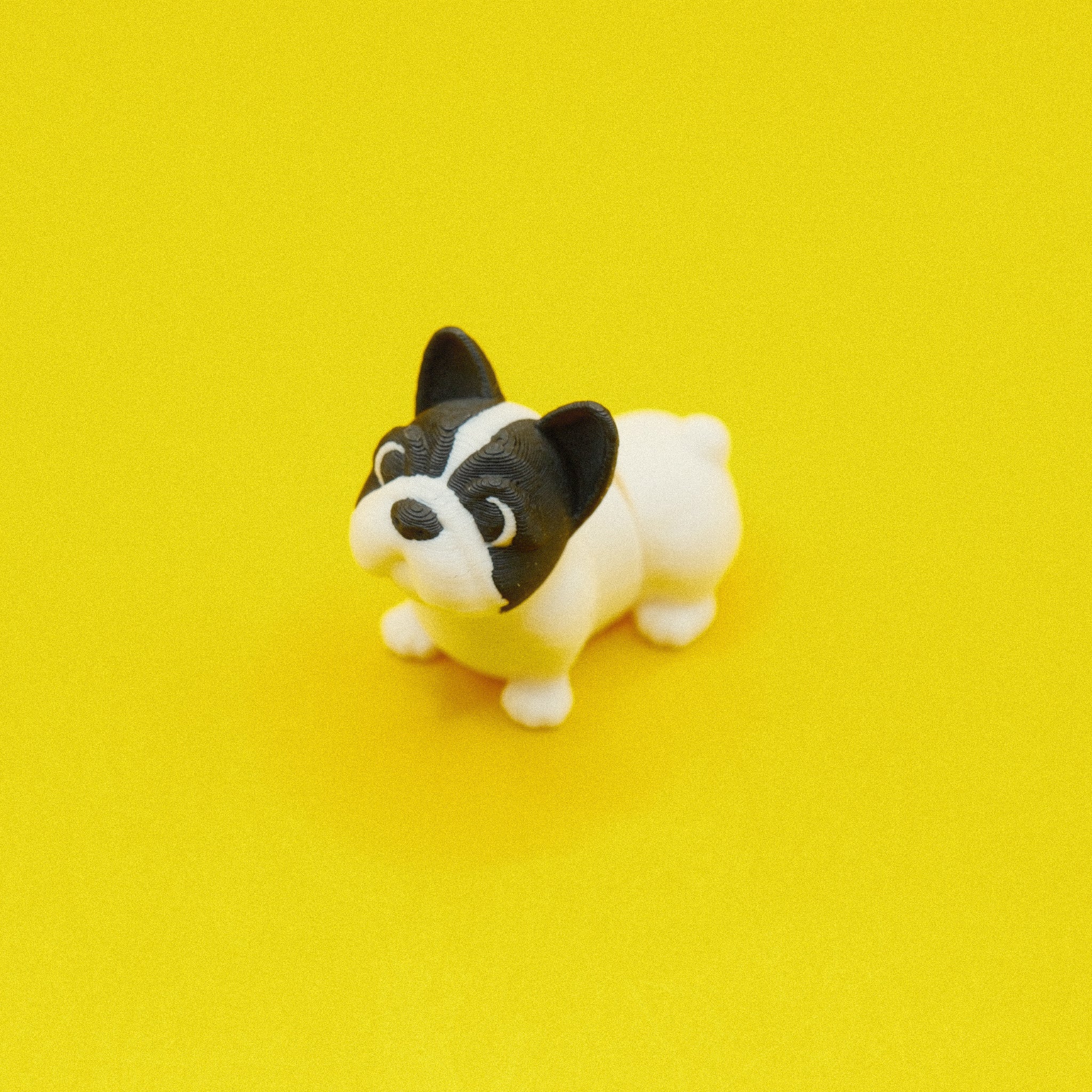 French Bull Dog