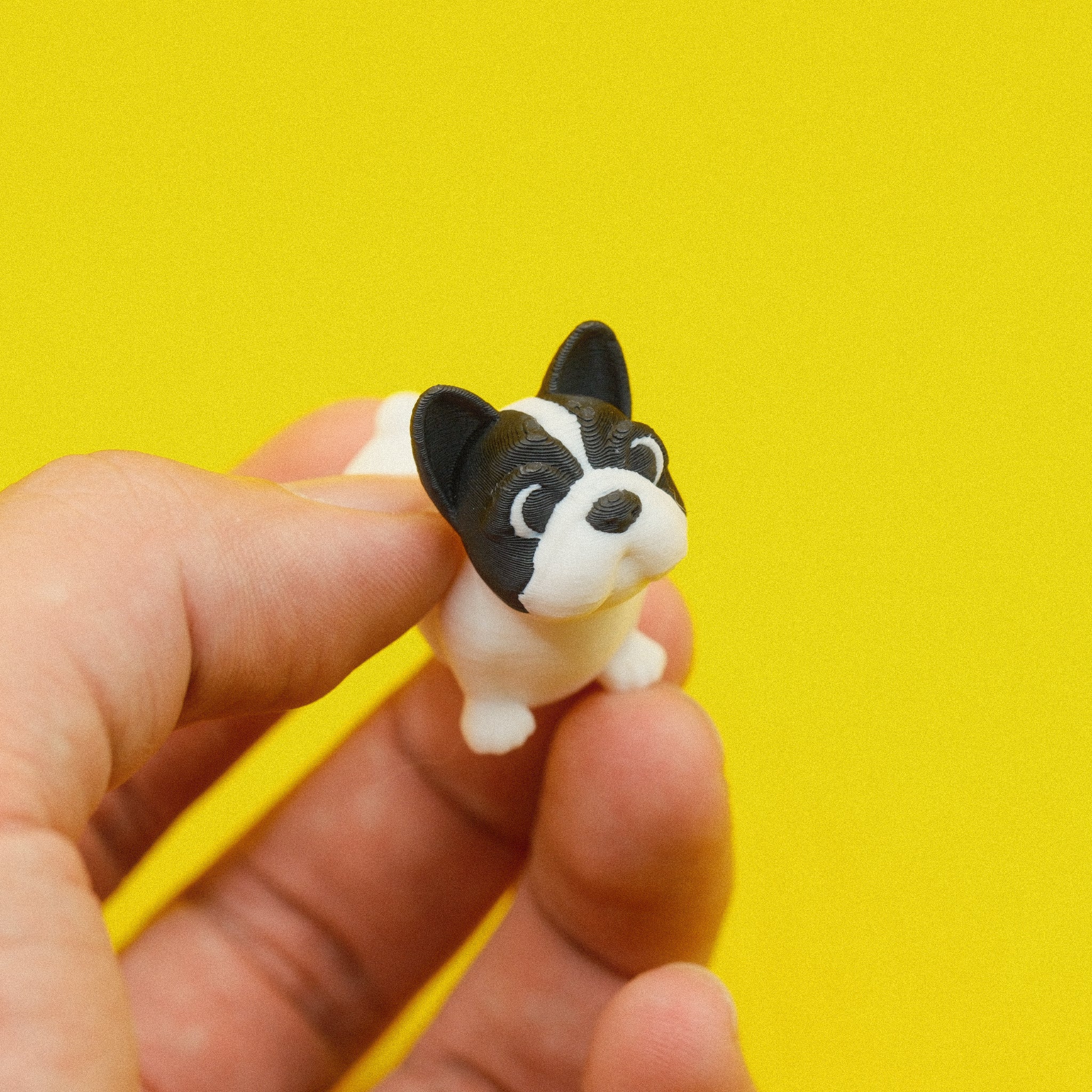 French Bull Dog