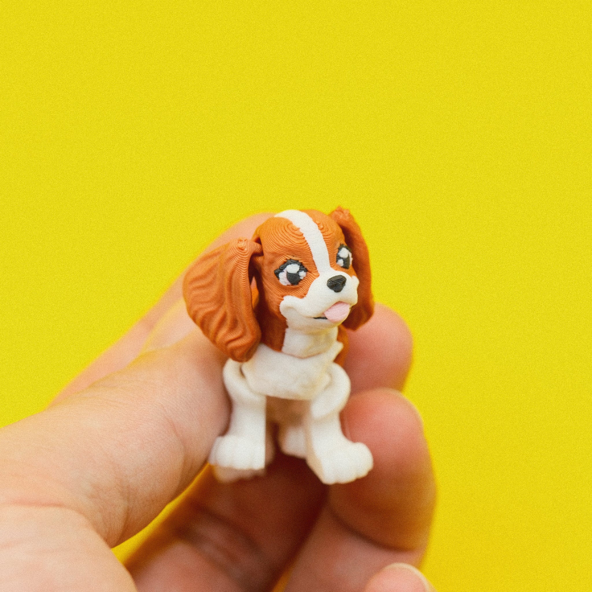King Charles Spaniel