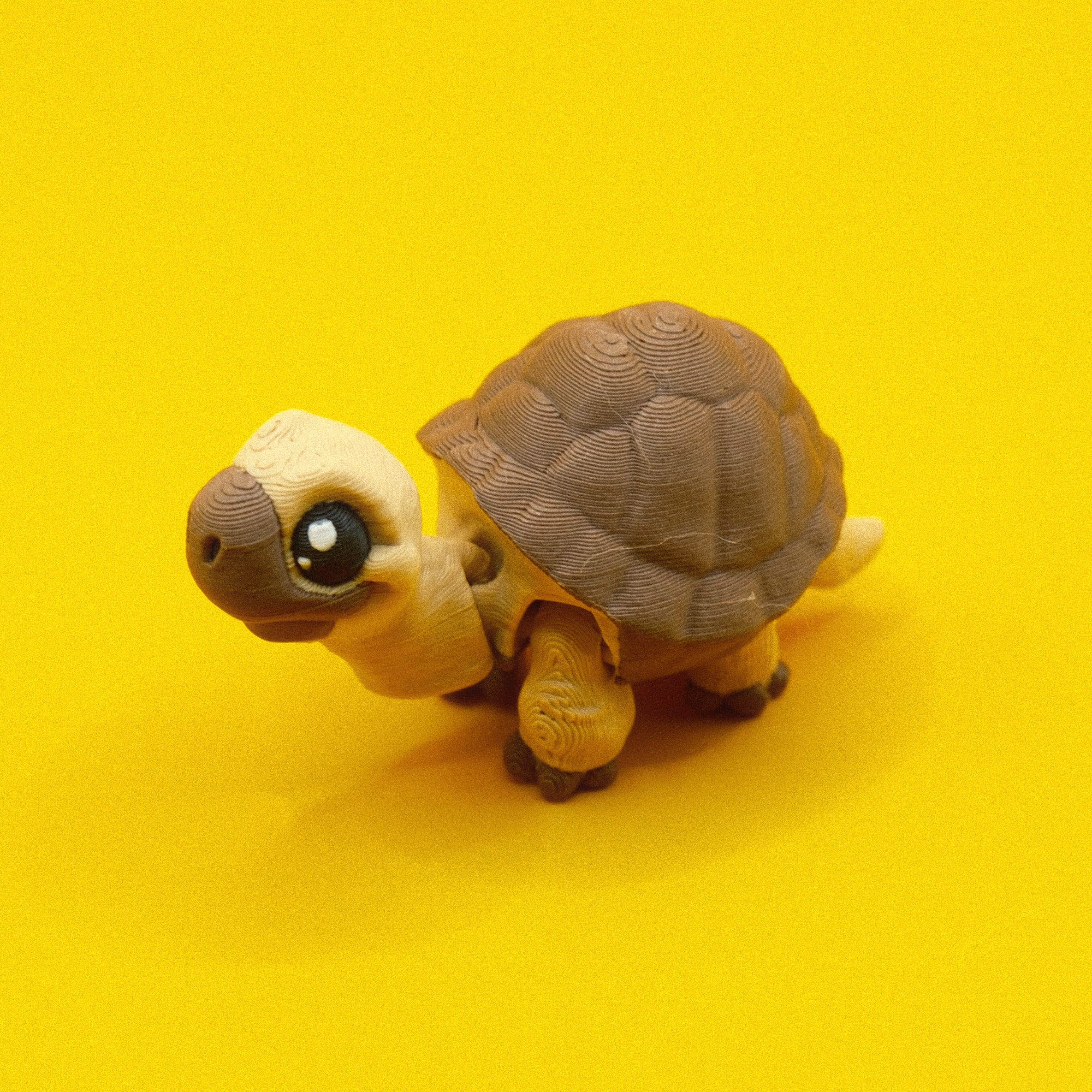 #30 Tortoise