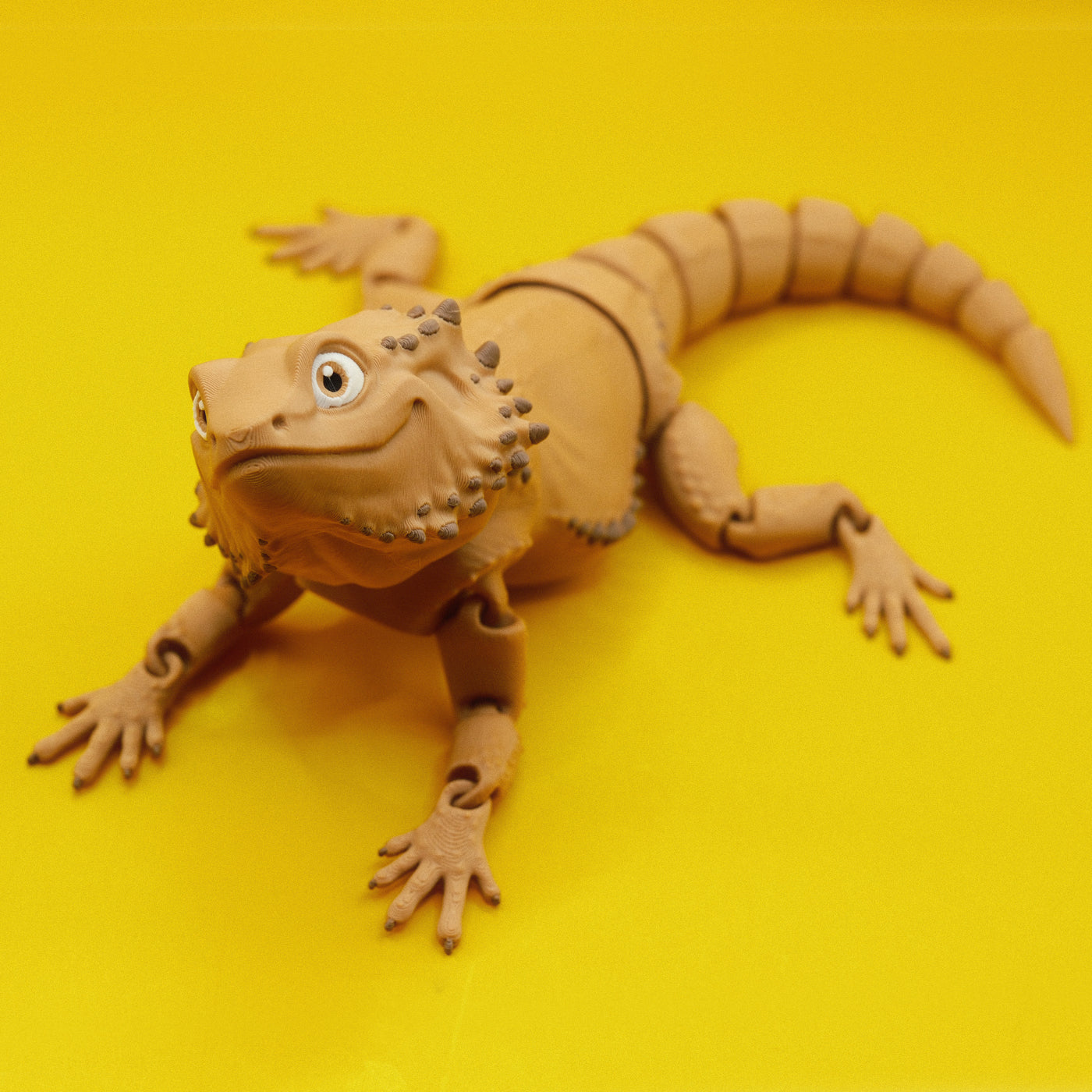 Bearded Dragon