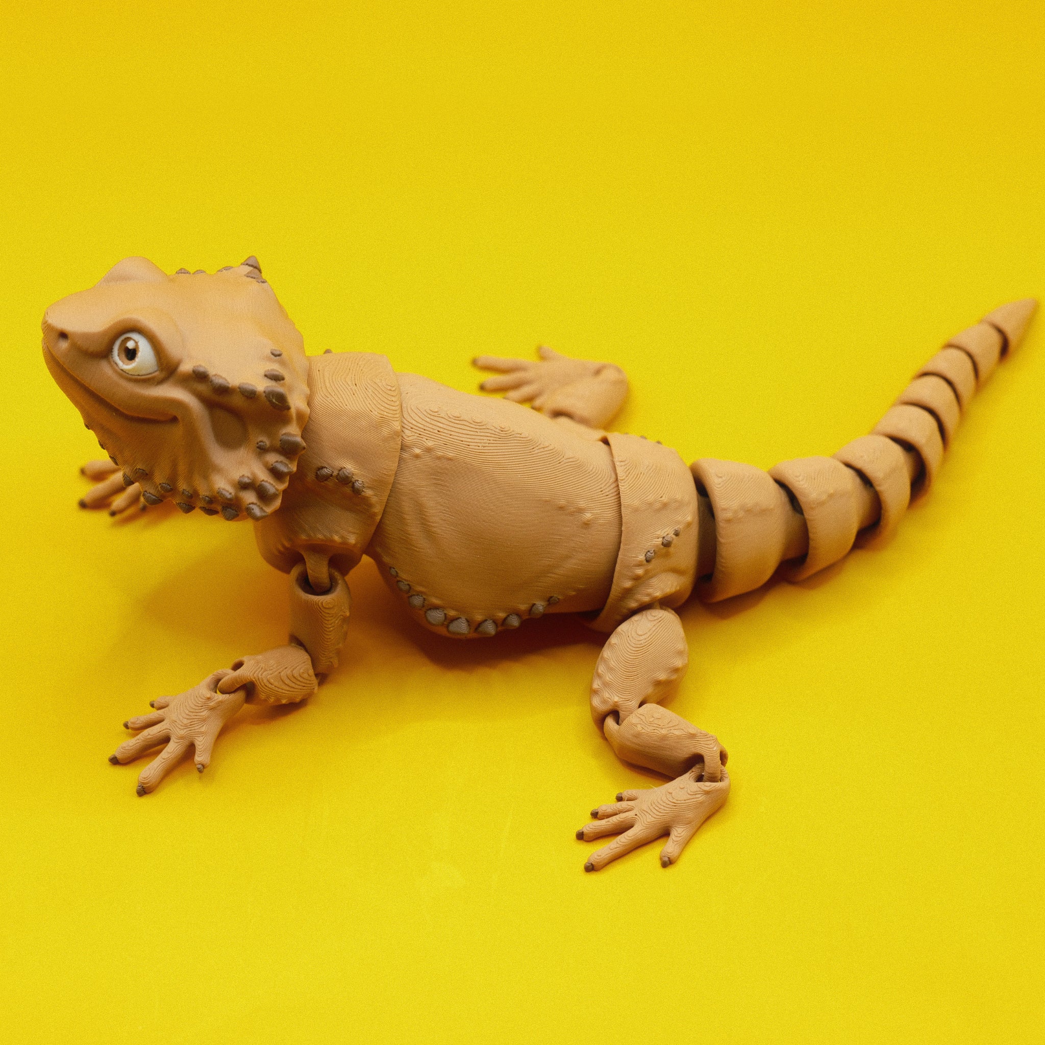 Bearded Dragon