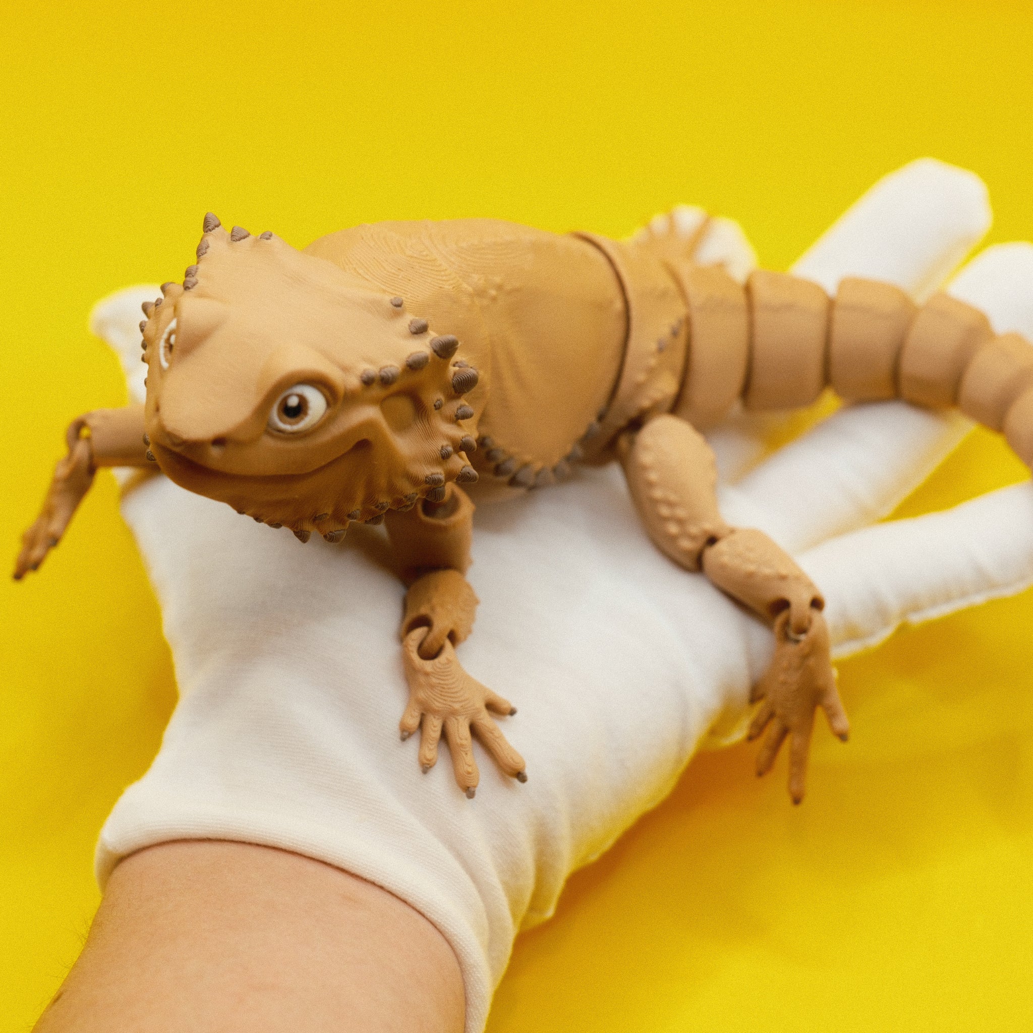 Bearded Dragon