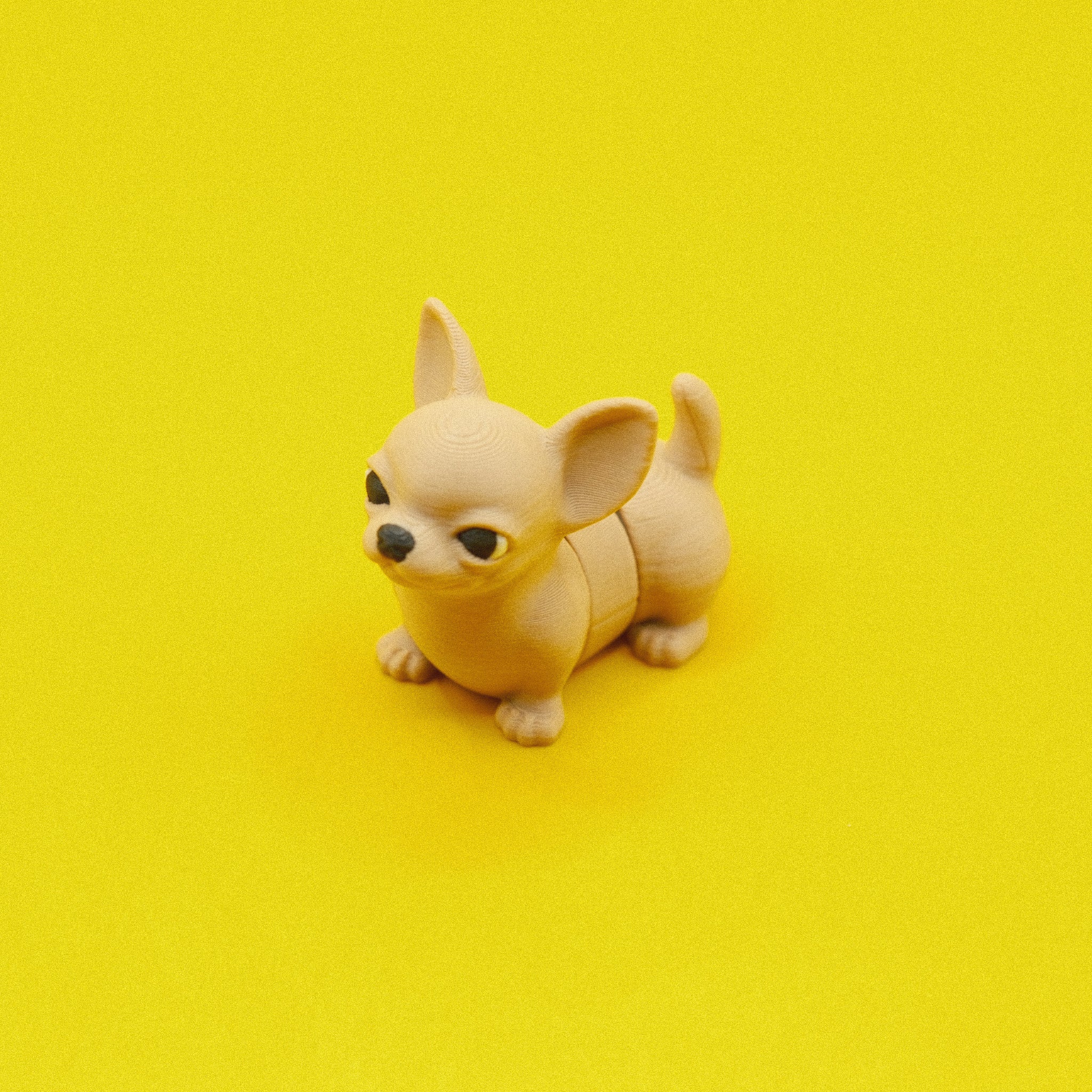 Chihuahua