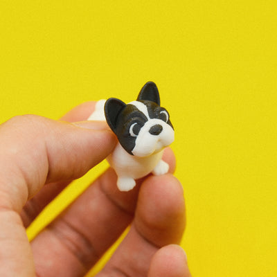 French Bull Dog