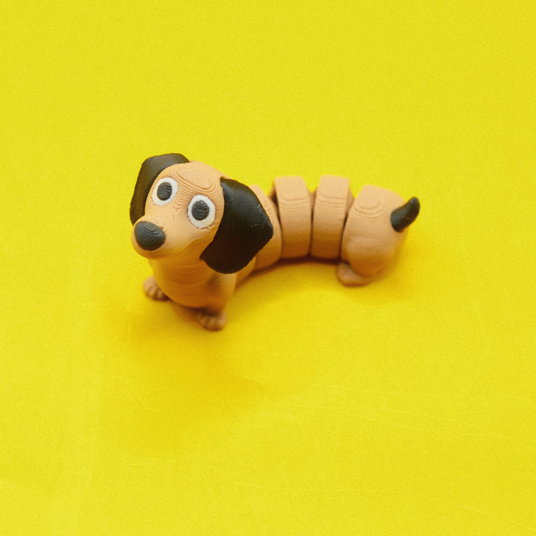 Dachshund