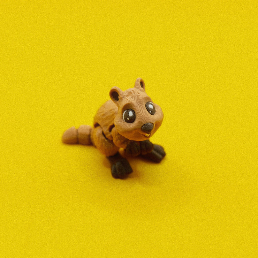 Quokka